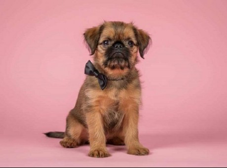 1 grifon  lj1125.jpg